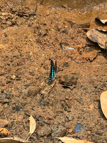 Graphium evemon