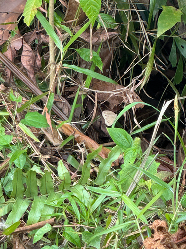 Mycalesis visala