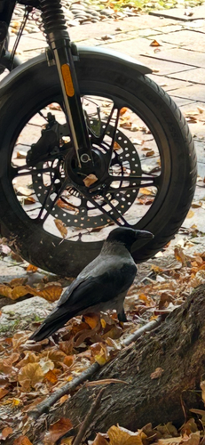 Hooded Crow