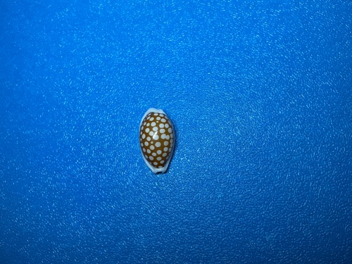 Cypraea cribraria observed 2026-10-18