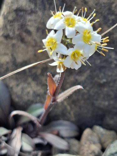 Myosotis monroi, 2026-10-18