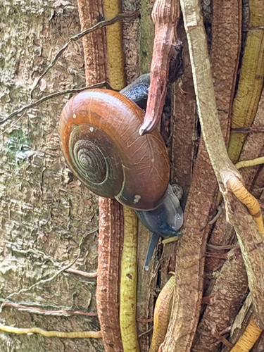 Sarika resplendens, 2026-10-18