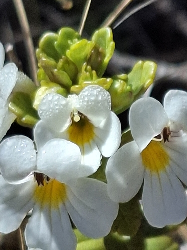 Euphrasia monroi observed 2026-10-18