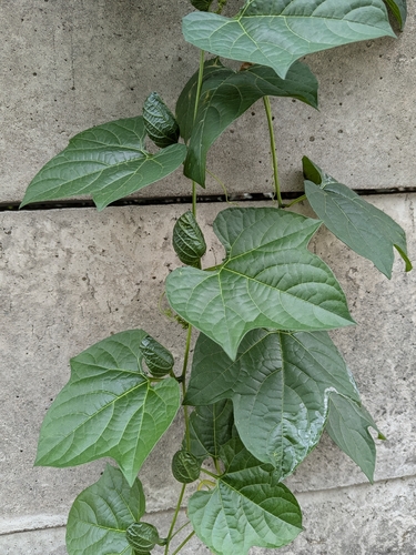 Momordica cochinchinensis observed 2026-10-18