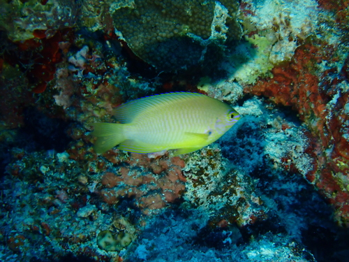 Pomacentrus amboinensis observed 2026-10-13