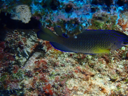 Pomacentrus vaiuli observed 2026-10-13