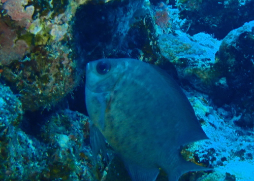 Acanthochromis polyacanthus observed 2026-10-13