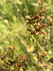 Juncus occidentalis