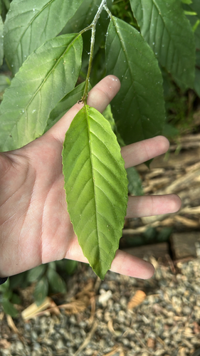 Maesa perlaria observed 2026-10-18
