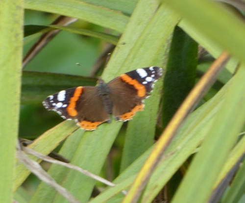 Red Admiral