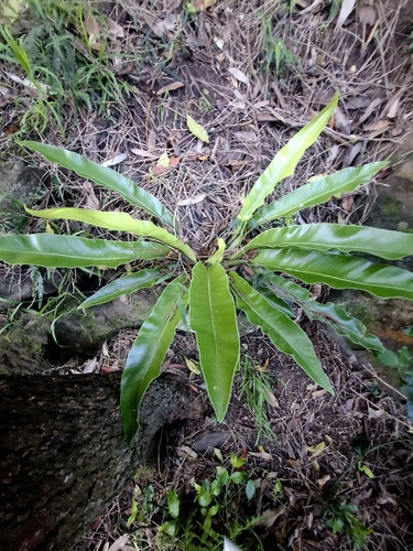 Asplenium australasicum observed 2026-10-18