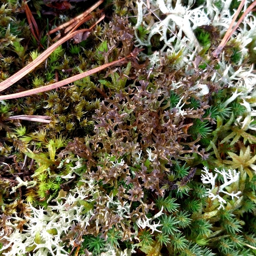 Cetraria ericetorum observed 2026-10-17