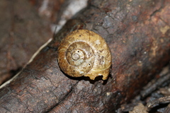 Tasmaphena lamproides