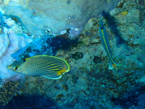 Chaetodon pelewensis observed 2026-10-13