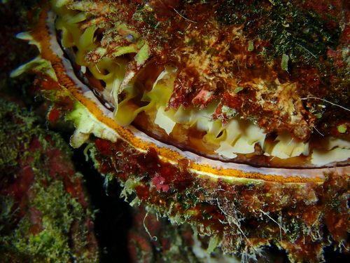 Spondylus varius observed 2026-10-13