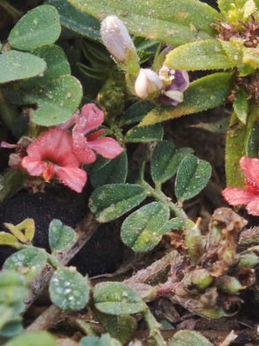 Indigofera linnaei observed 2026-10-18