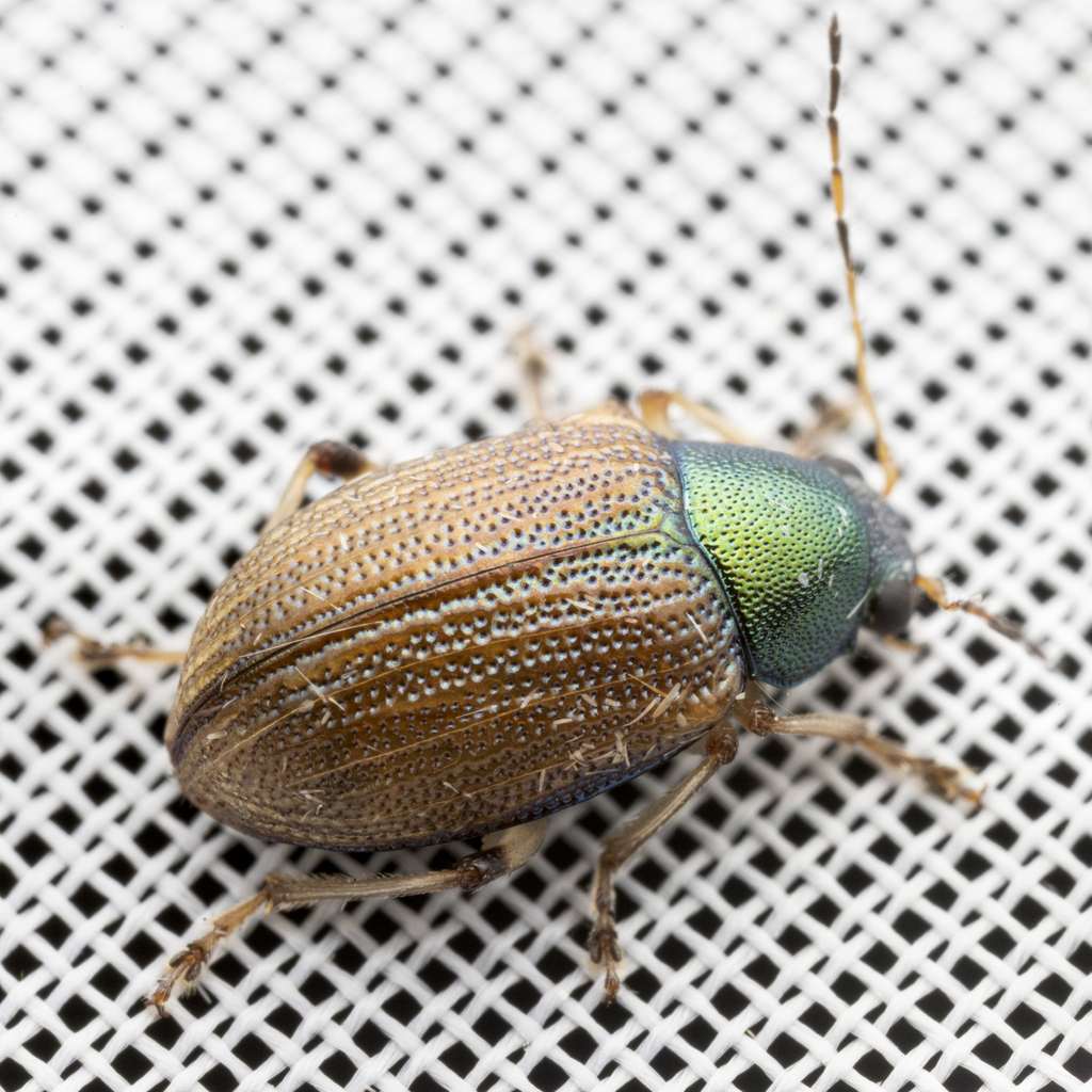 Colaspis viriditincta