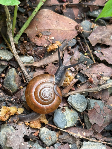 Sarika resplendens, 2026-10-18