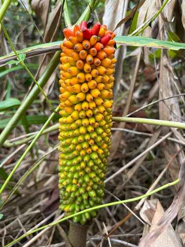 Amorphophallus paeoniifolius observed 2026-10-16
