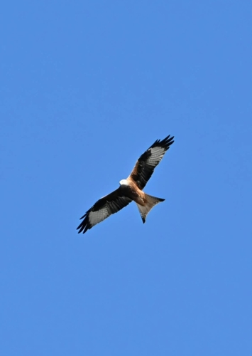 Red Kite