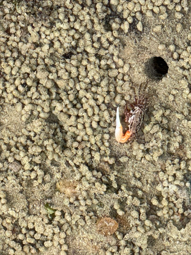 Austruca annulipes observed 2026-10-18