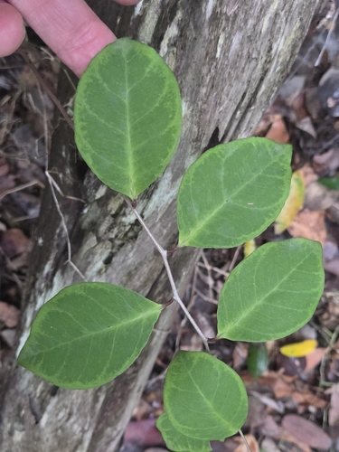 Embelia observed 2026-10-18