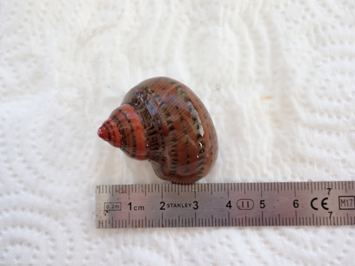 Turbo petholatus observed 2026-10-13