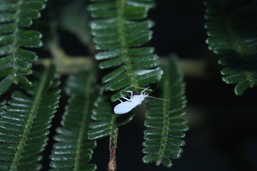 Coniopteryx maculithorax