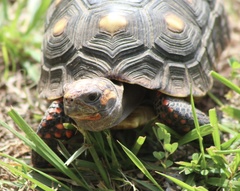 Red-Footed Tortoise photo 5