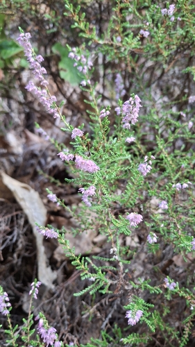 common heather