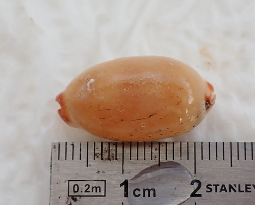 Cypraea isabella observed 2026-10-13