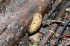 Tasmaphena lamproides