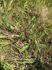 Dichanthelium lanuginosum