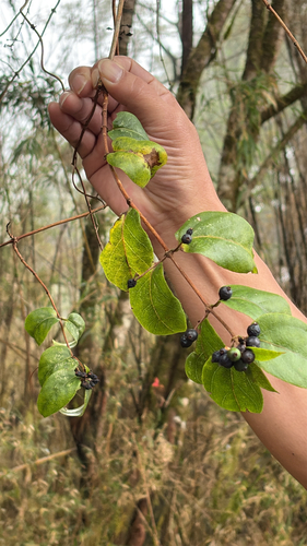 Lonicera acuminata observed 2026-10-17