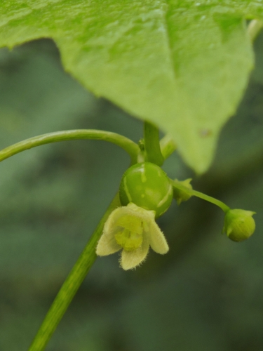 Diplocyclos palmatus observed 2026-10-18