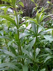 Lilium pardalinum pardalinum