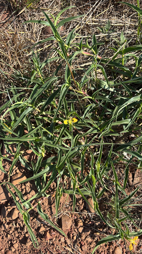 Commelina africana observed 2026-10-18