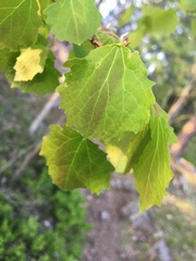 Populus tremula