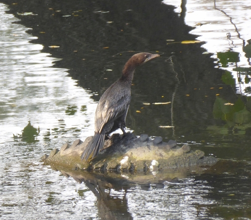 Pygmy Cormorant