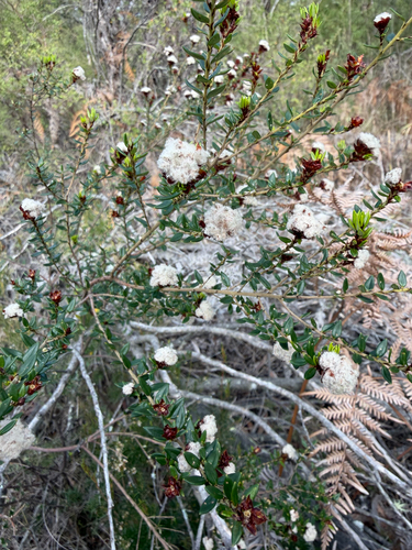 Spyridium scortechinii observed 2026-10-18