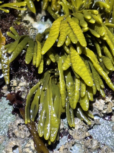 Pelvetiopsis limitata observed 2026-10-17