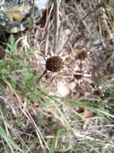 Spiny Starwort