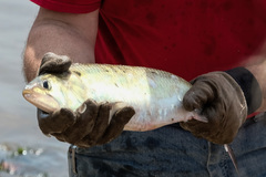 Alosa sapidissima