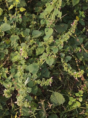 Anisomeles indica observed 2026-10-18
