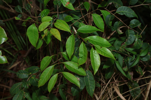 Euroschinus falcatus, 2026-10-18