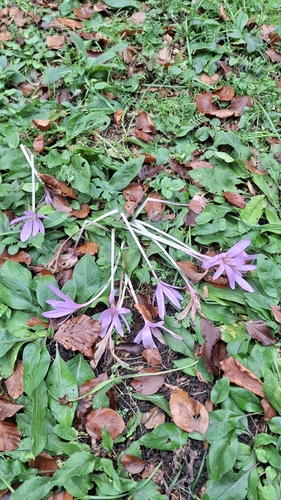 Autumn Crocus