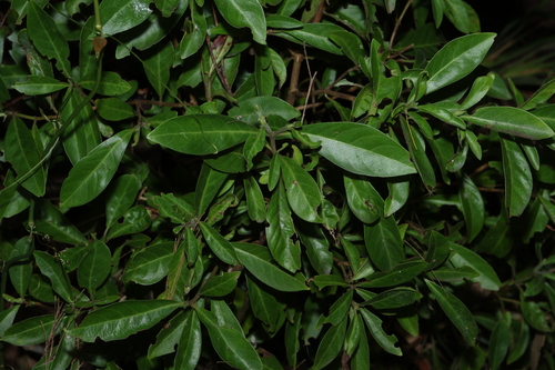 Psychotria daphnoides observed 2026-10-18