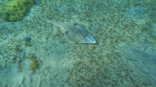 Glaucostegus halavi observed 2026-10-17