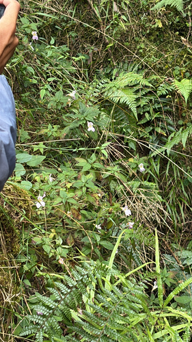 Impatiens uniflora observed 2026-10-17