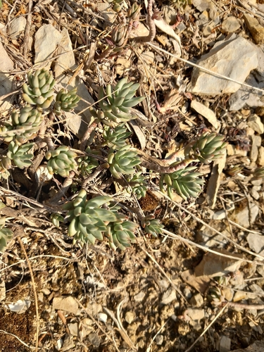 Pale Stonecrop